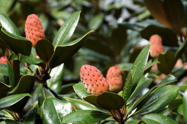 10 SOUTHERN MAGNOLIA TREE 12